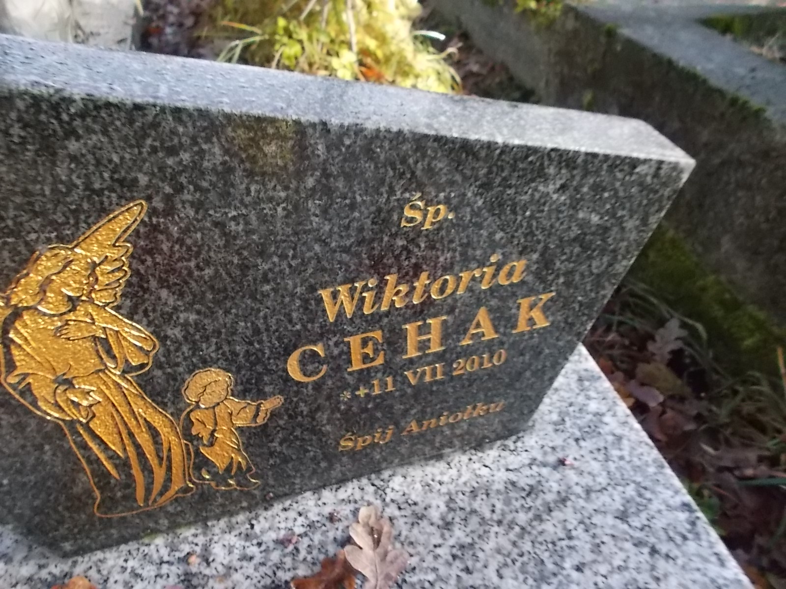 Tomasz Cehak 1981 Nowy Sącz - Grobonet - Wyszukiwarka osób pochowanych